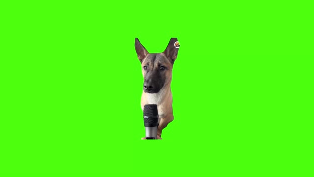 Dog talking into microphone green screen