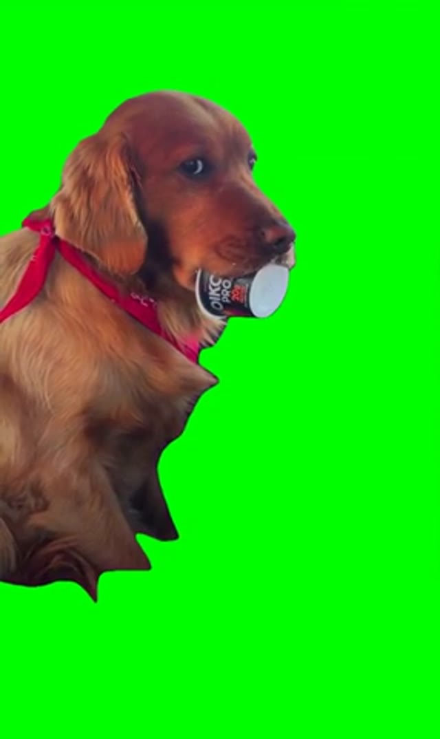 Dog with bowl in his mouth green screen