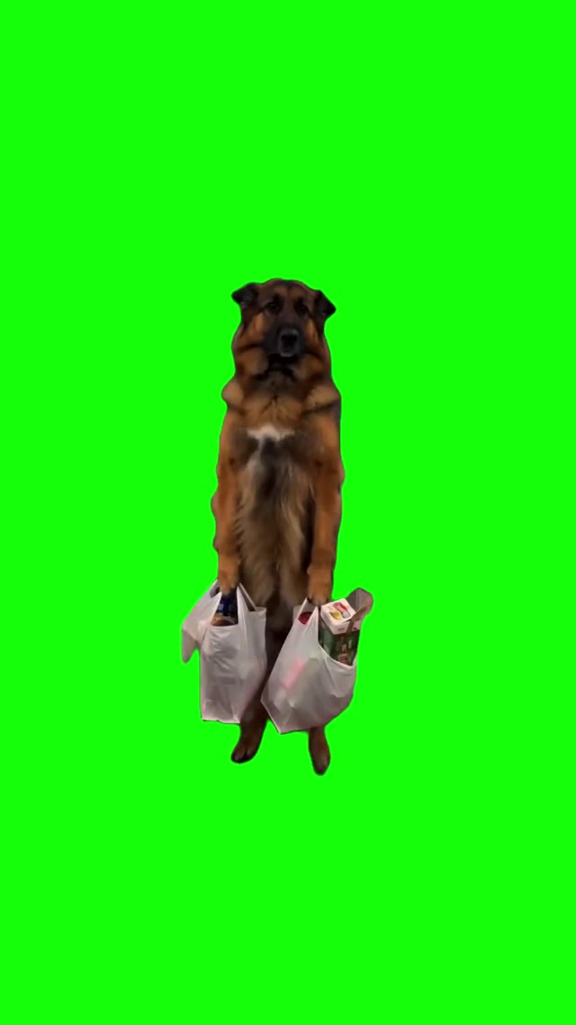 Dog With Groceries green screen