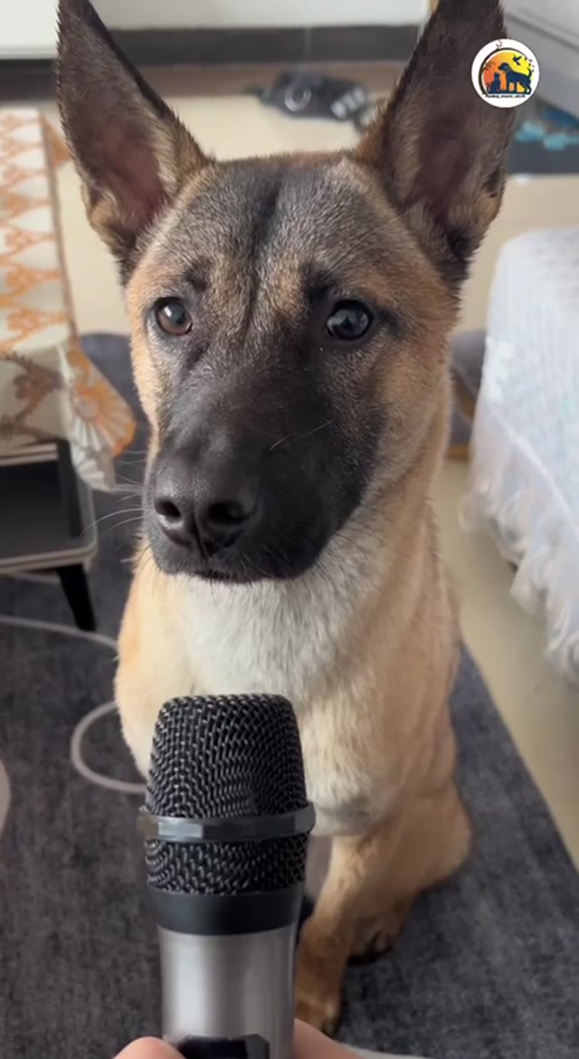 Dogs Echo sounds green screen