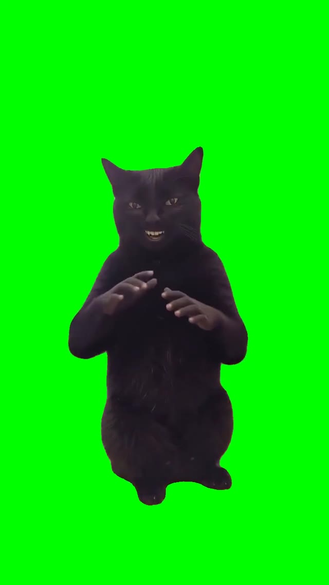 Tiktok Cat Dont Brush Me green screen