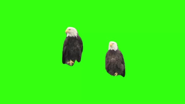 Eagles Emphasizing with wings green screen