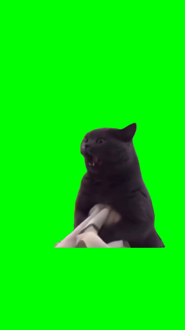 Evil cat green screen