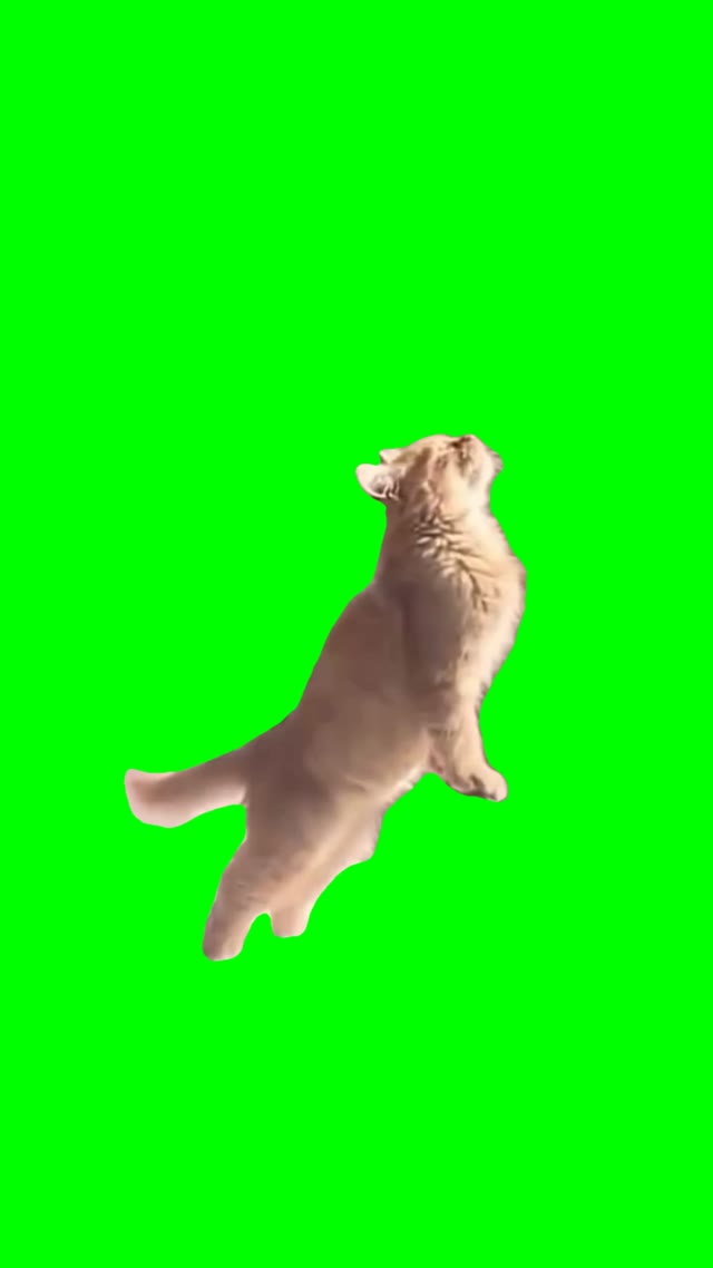 Fairy cat green screen