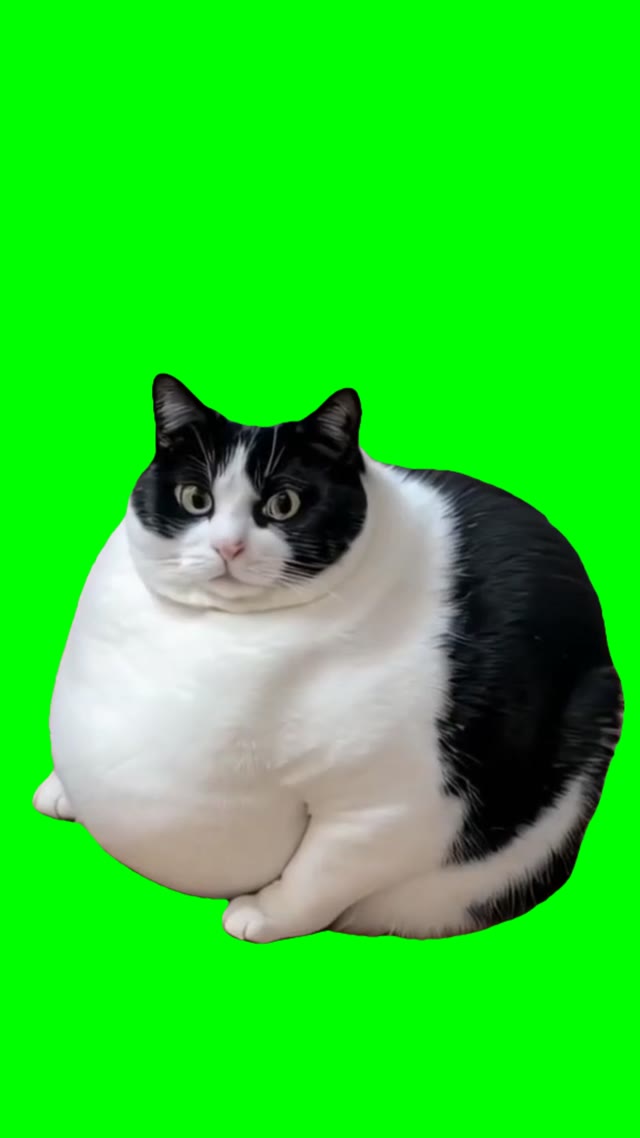 Fat cat sitting green screen