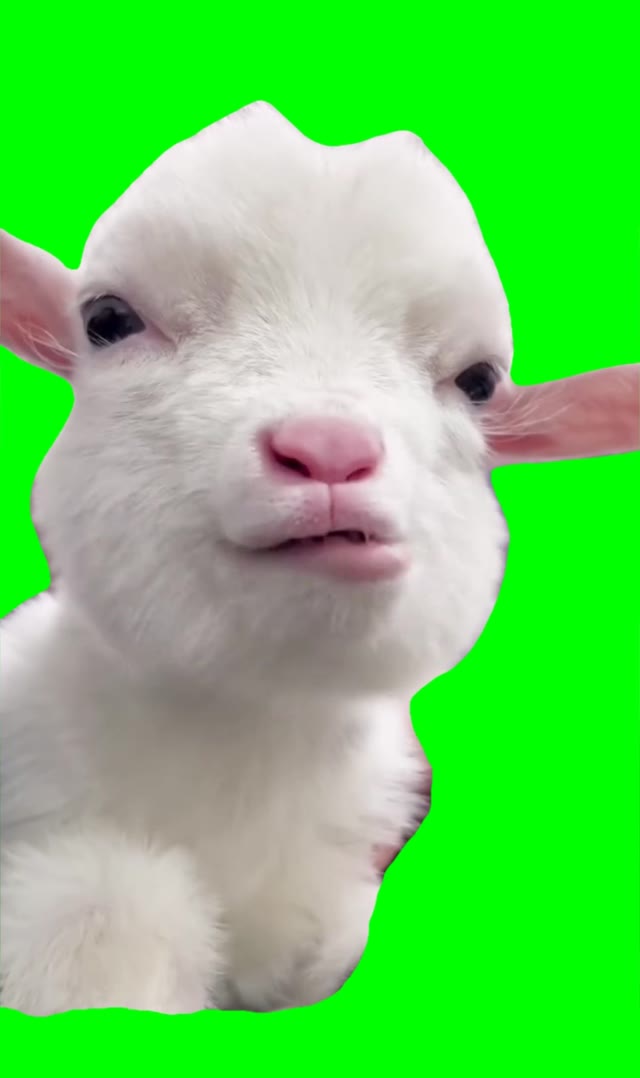 Goat chewing green screen