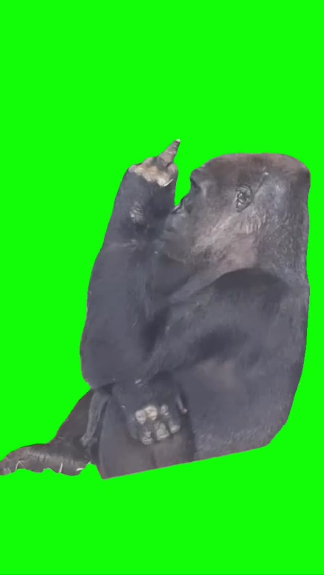 Gorilla Showing Bird green screen