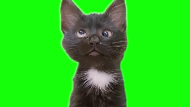Green Screen Meowing Cat green screen
