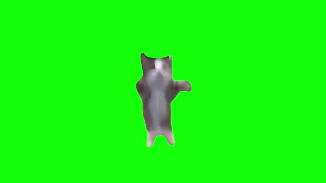 Happy Happy Happy Cat green screen