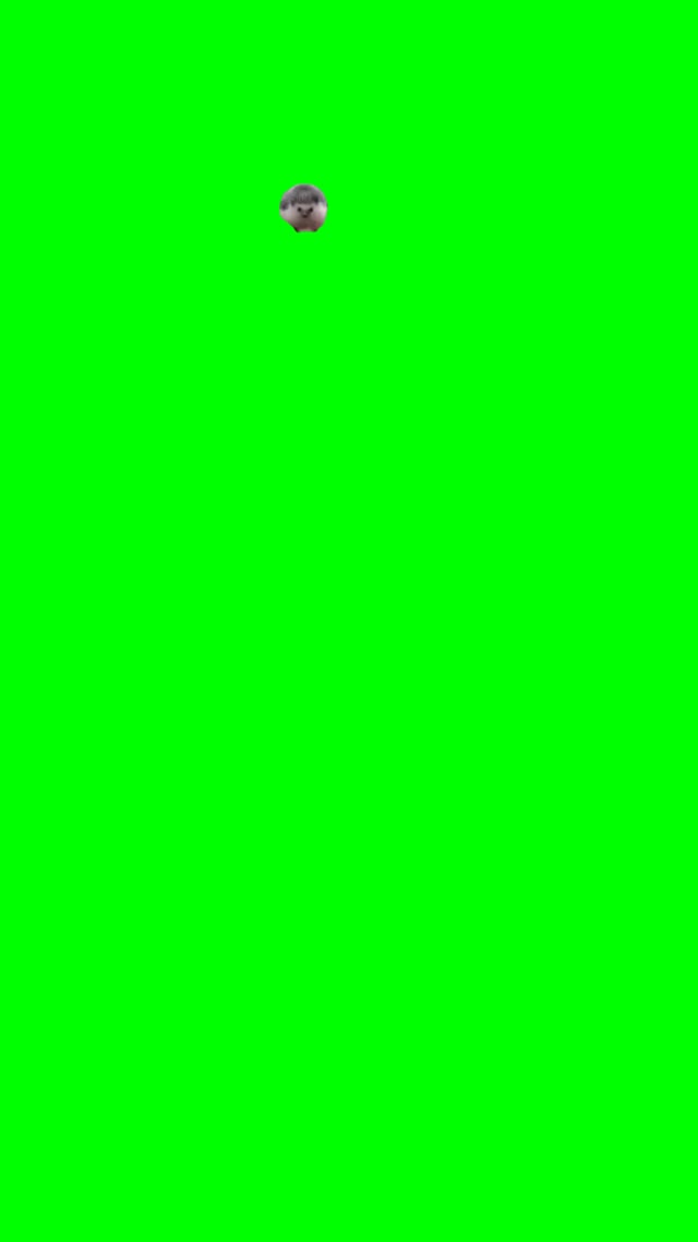 Hedgehog running green screen