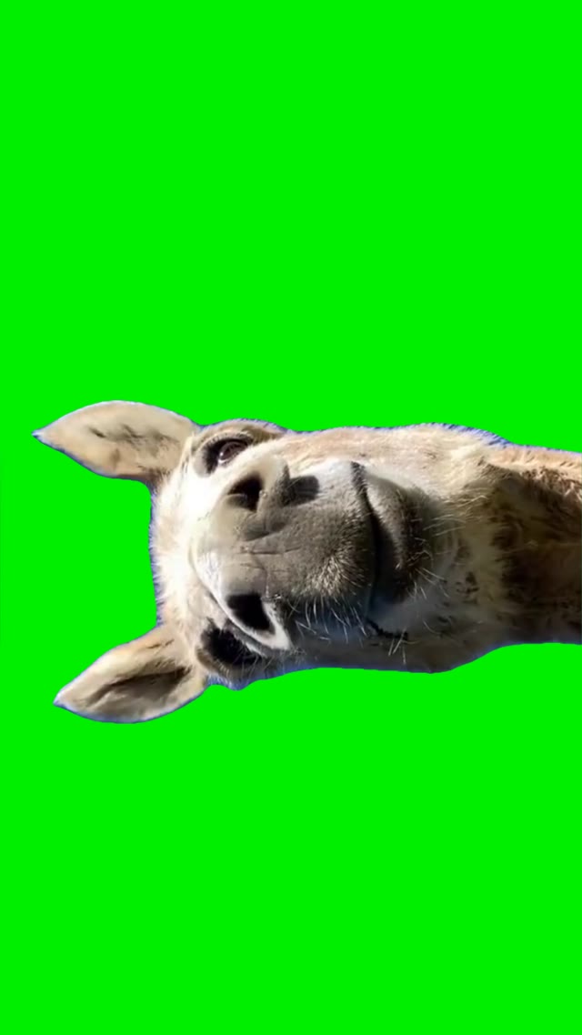 Hi good morning green screen