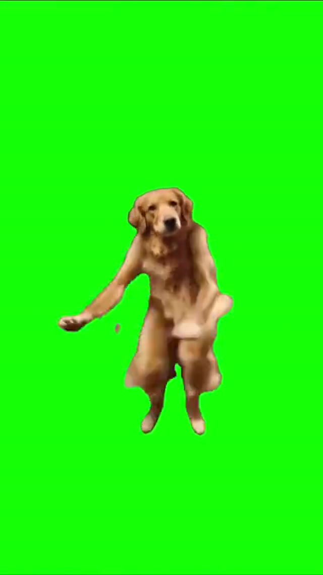 I left my home dog dance green screen