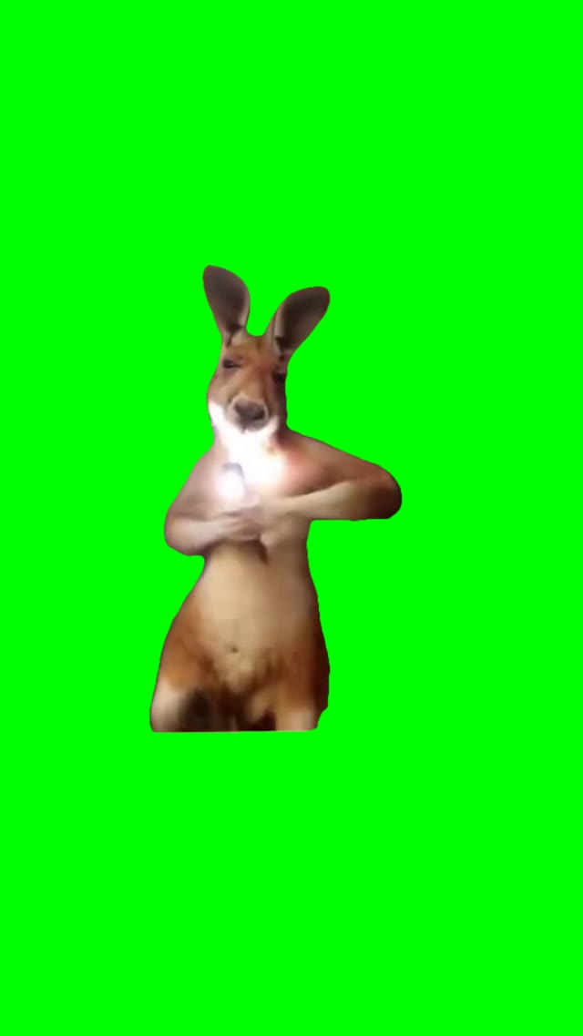 Kangaroo records him self dancing green screen