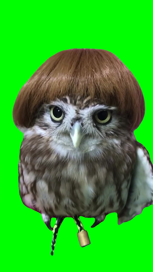 Karen Owl green screen