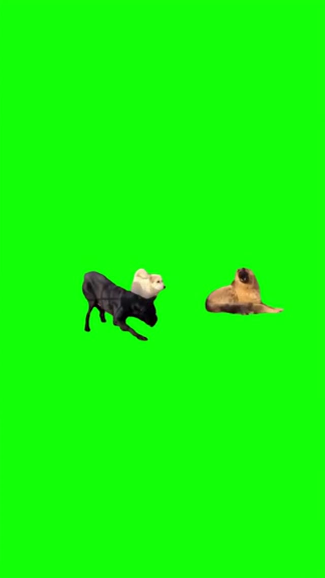King Charles Intro  green screen