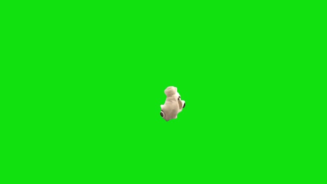 Kitten Riding A Bike Cats green screen