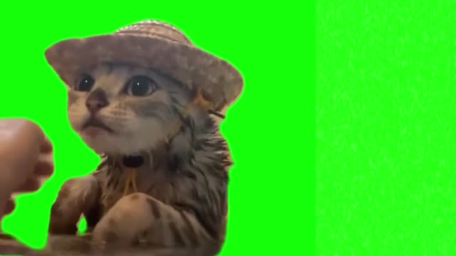 Kitten in the hat taking a bath green screen