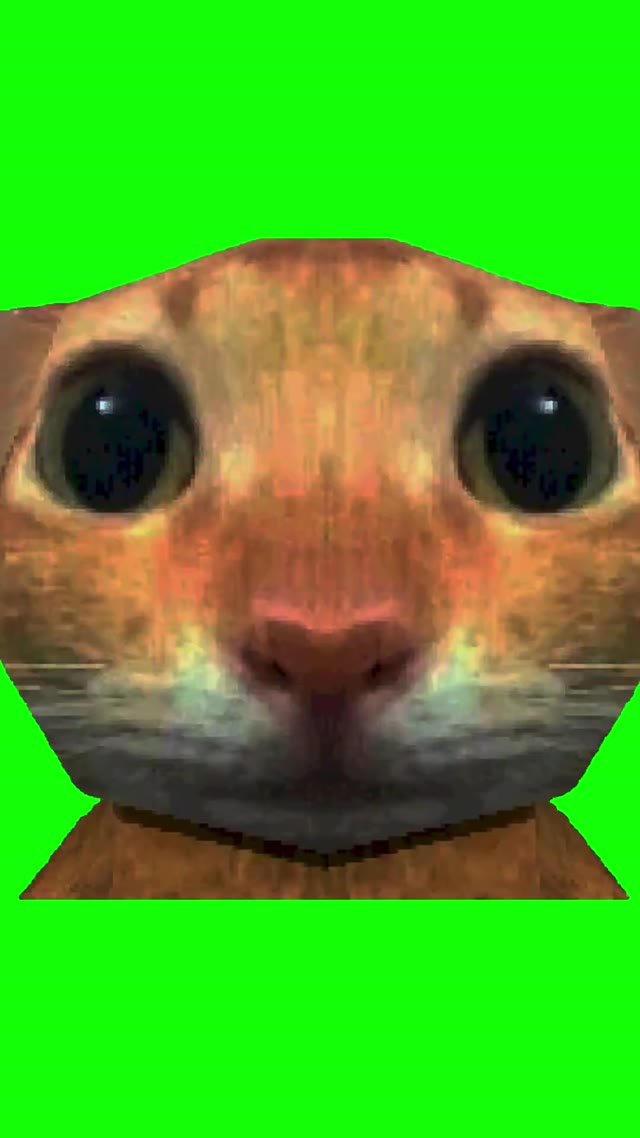 Kitten Licks green screen
