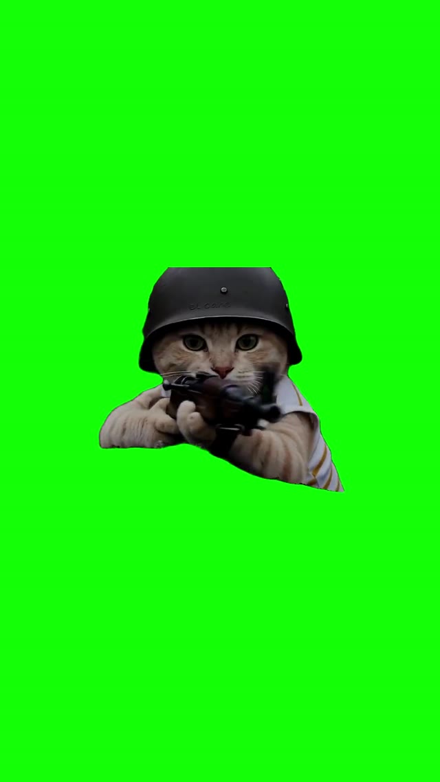 Kitten Points A Rifle And Shoots green screen