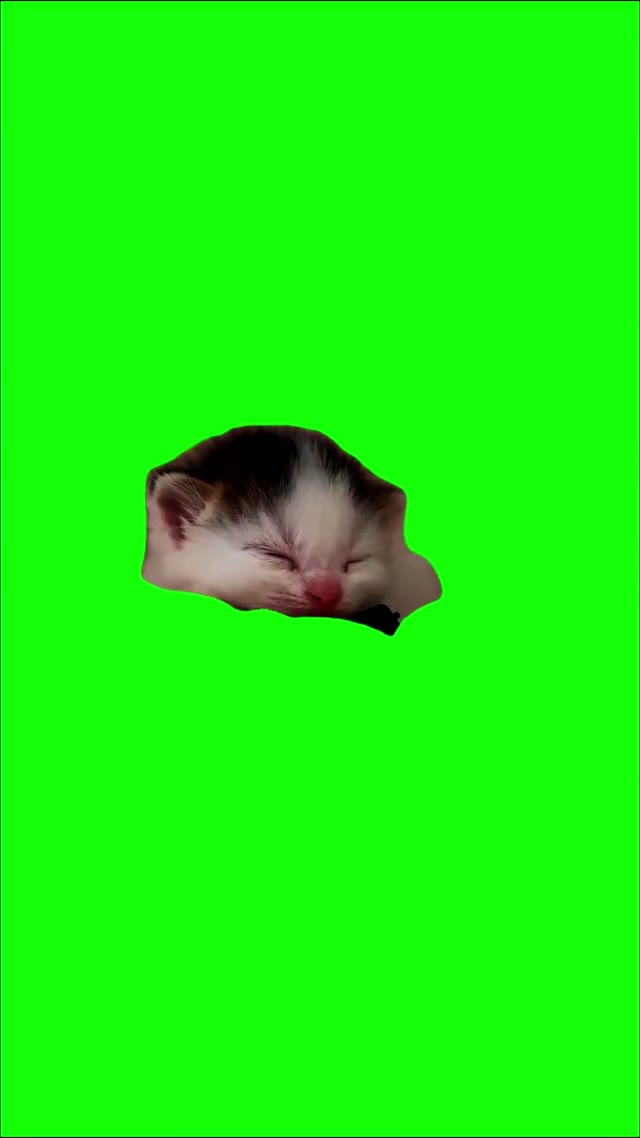 Kitten Pulls Out A Pew Pew green screen