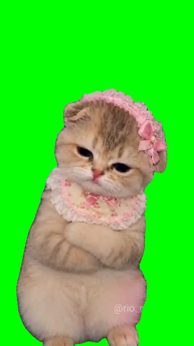 Kitten Throwing A Fit green screen