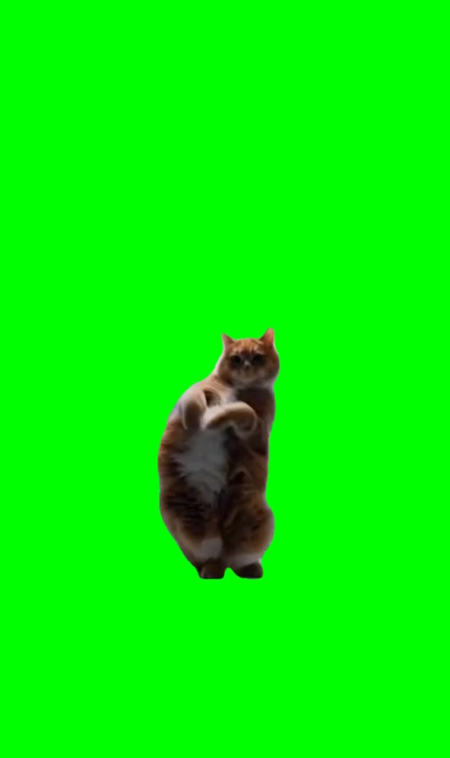 Kitty Dancing green screen