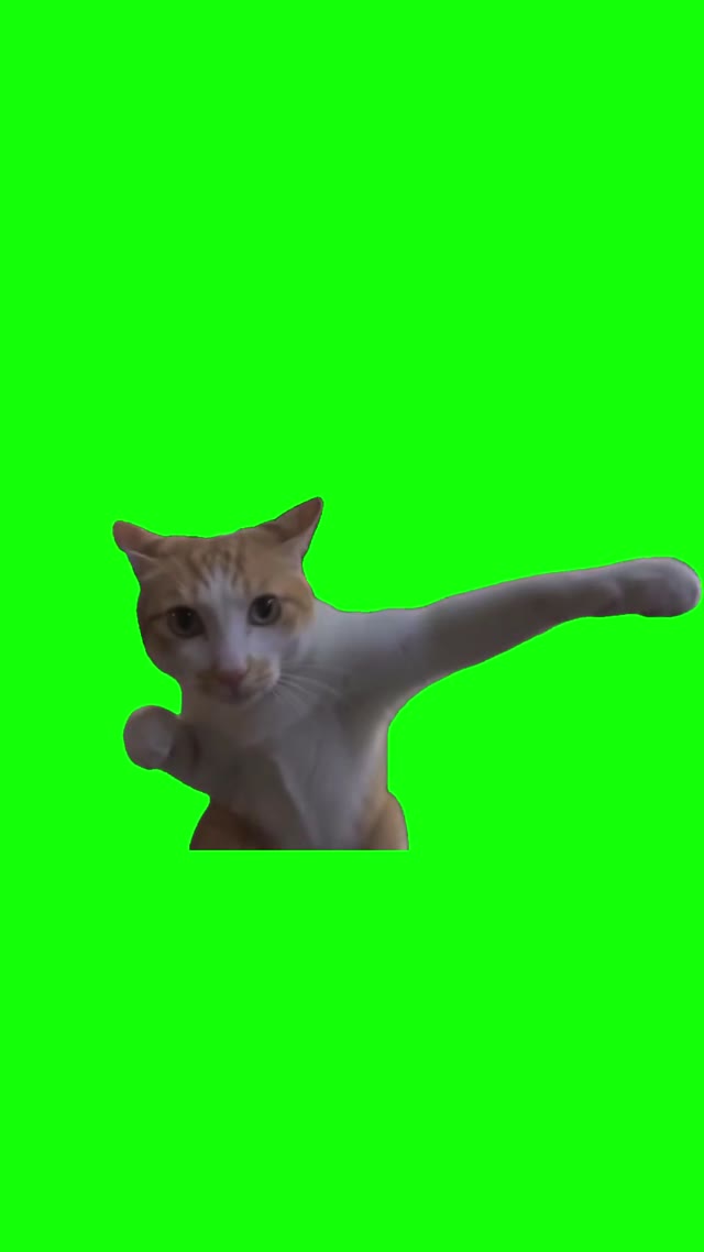 Kungfu Cat green screen