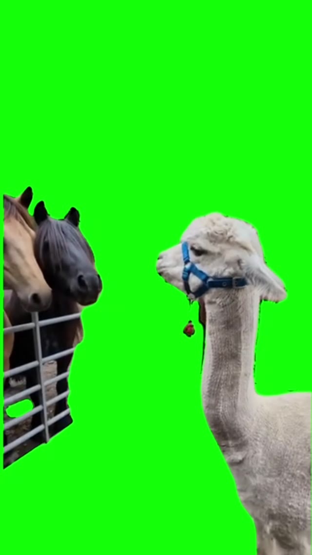 Lama Spits green screen