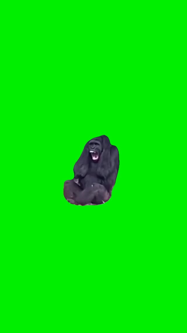Lauging ape green screen