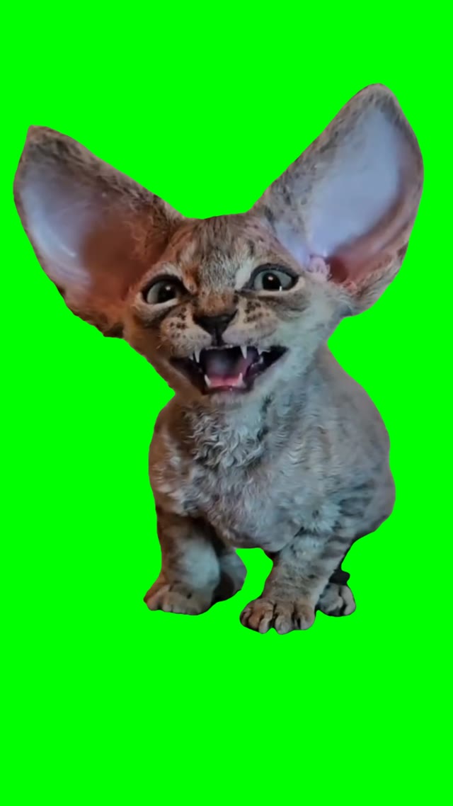 Littek with big ears meowing green screen