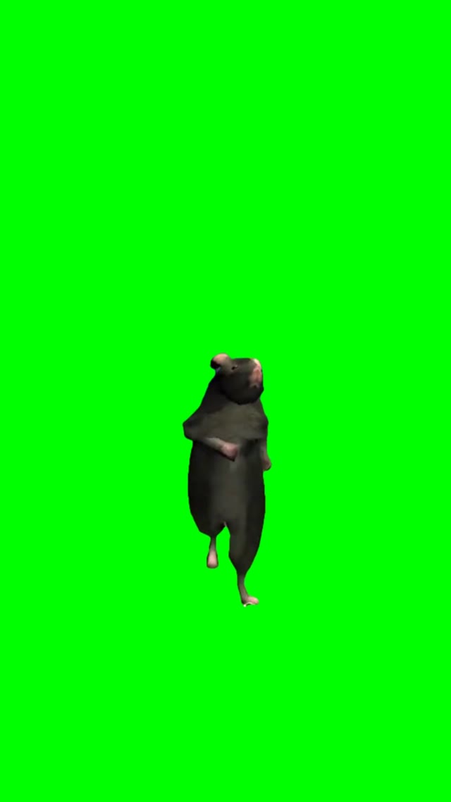 Mingle rat dancing green screen