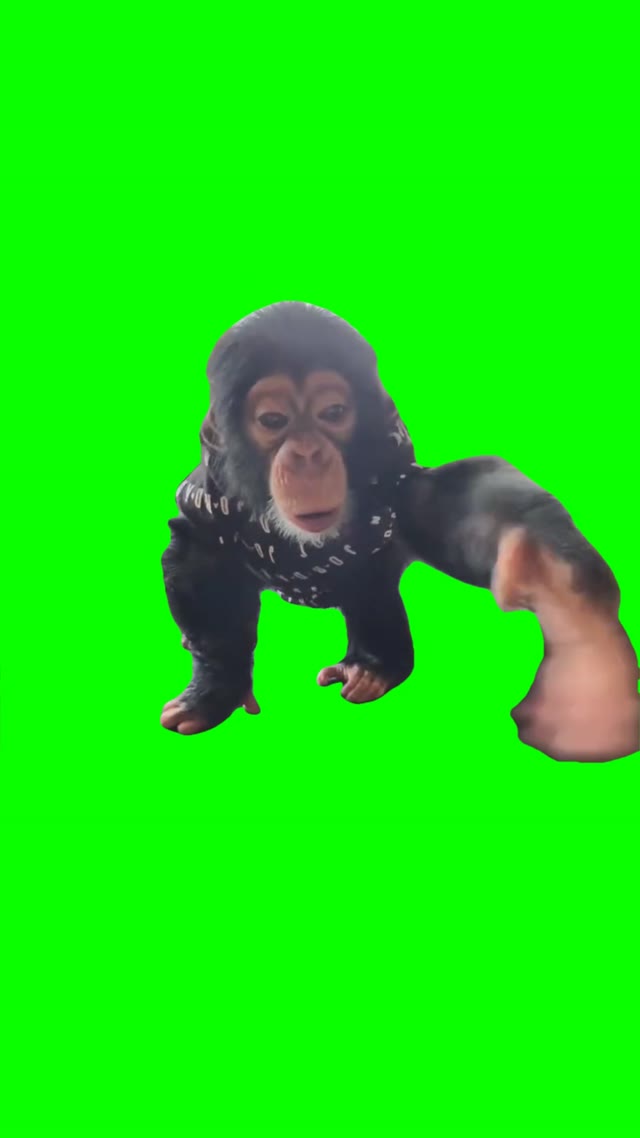 Monkey begging green screen
