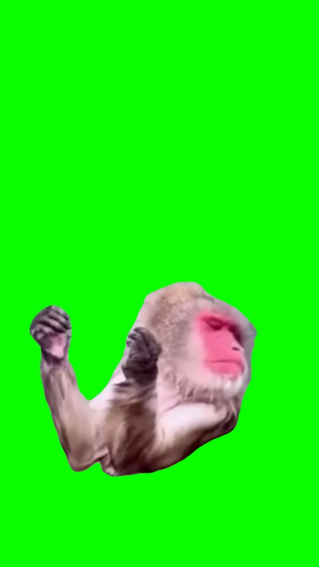 Monkey chilling green screen