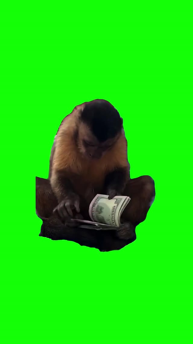 Monkey Counts Cash green screen