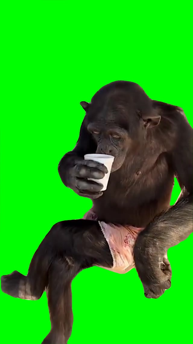 Monkey drinks coffee green screen