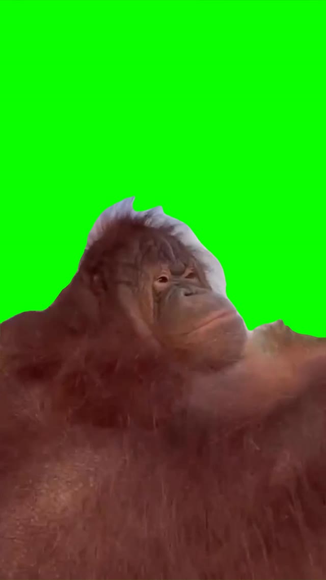 Monkey driving green screen
