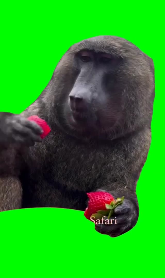 Monkey eating green screen