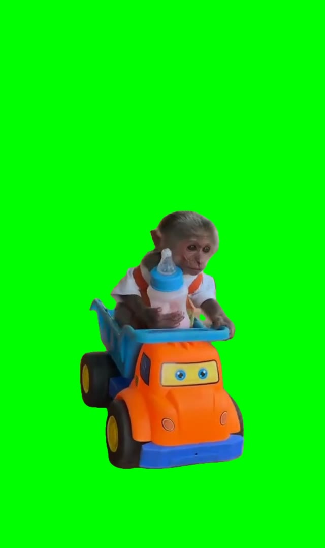 Monkey riding a toy truck and falls off green screen