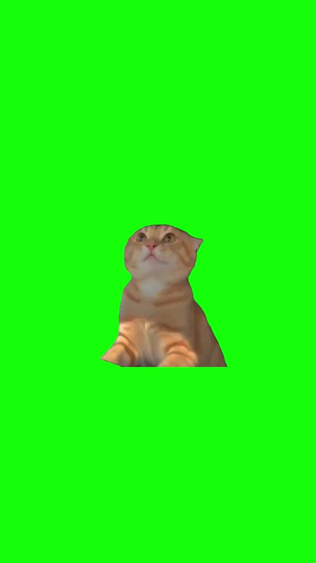 Numa Numa Cat green screen
