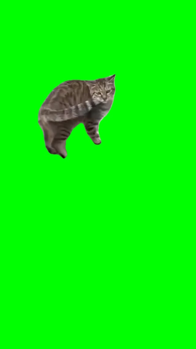 Ooiiaaa cat green screen