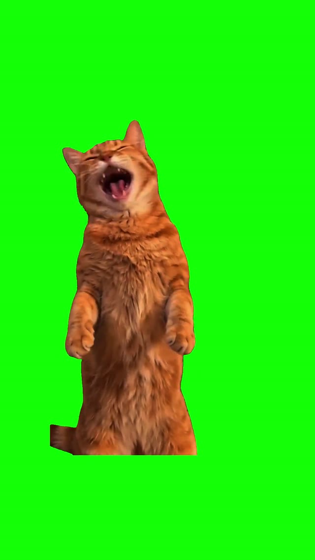 Orange Cat Hahahaha green screen