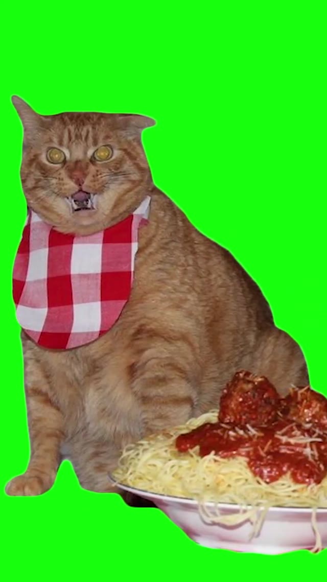 Pastacat48 green screen