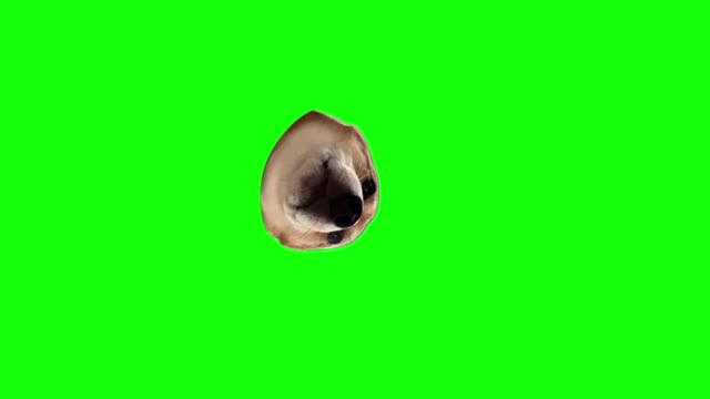 Pedro Pedro Pedro dance 2 green screen