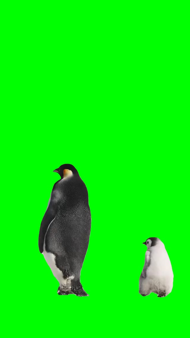 Penguins walking green screen