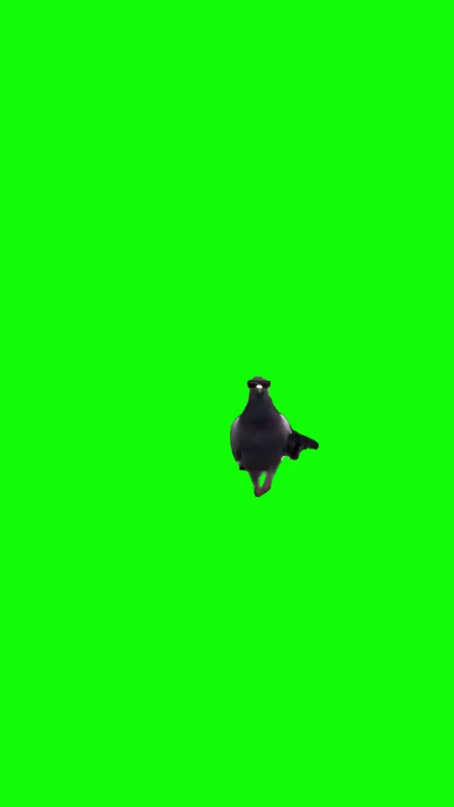Pigeon Shooting Up The Block green screen