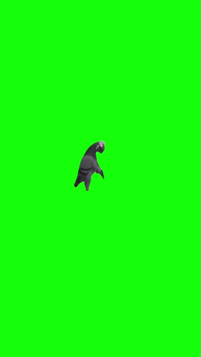 Pigeon With A Gun green screen