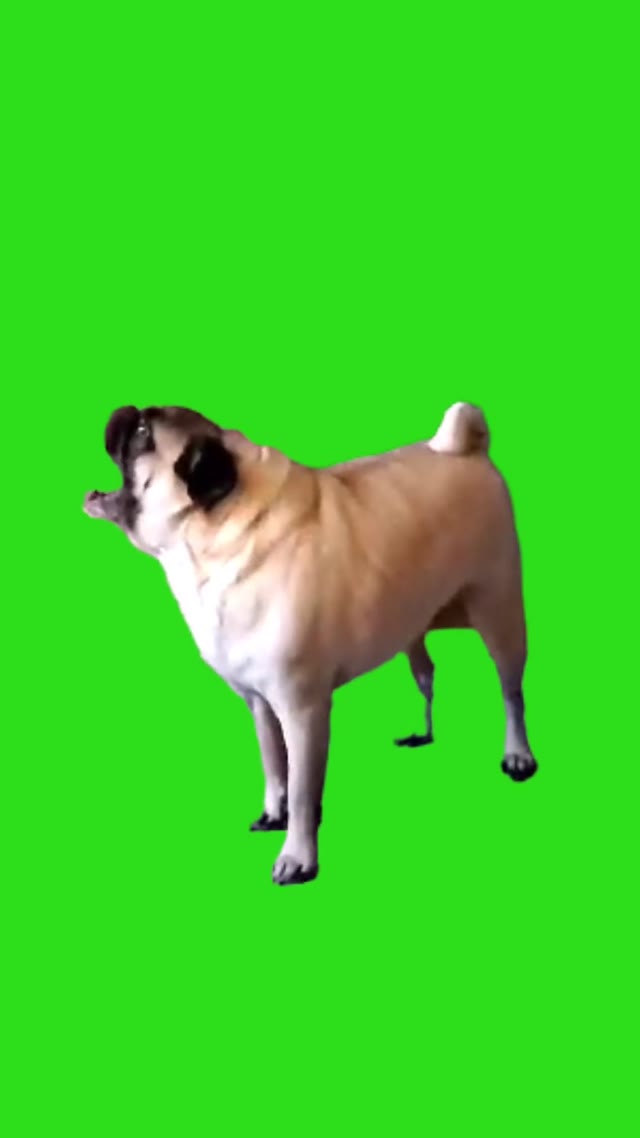 Pugs so vocal thanksgiving screaming gobble funny dog weekendvibes green screen