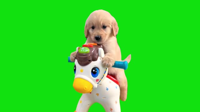Puppy On A Rocking Horse Template green screen