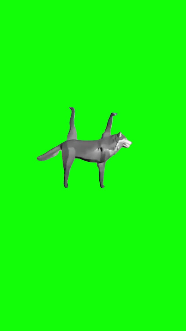 Robot wolf walking green screen