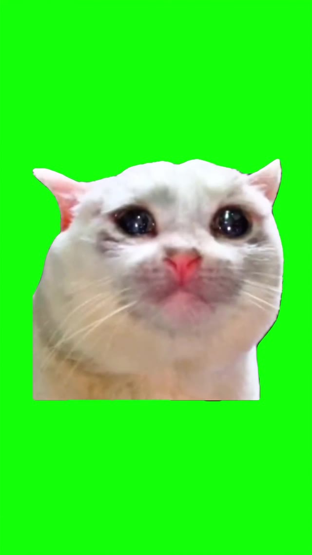 Sad cat crying green screen